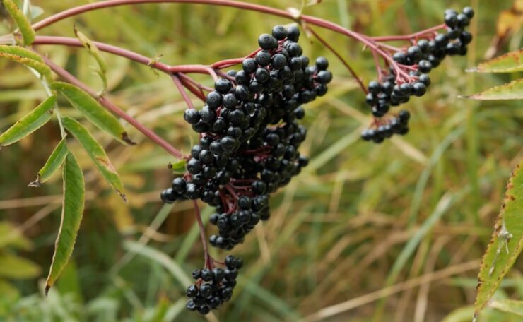 Elderberries