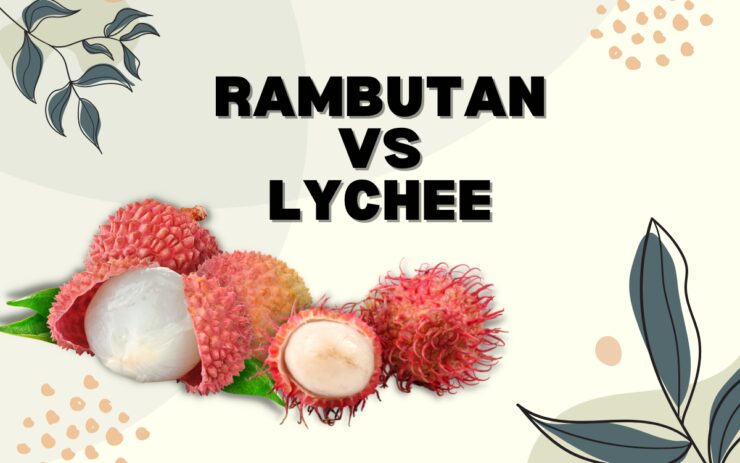 Rambutan and Lychee comparison