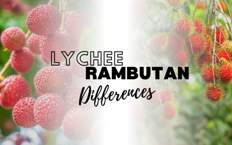 Rambutan vs Lychee Differences