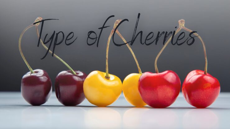 type of cherries