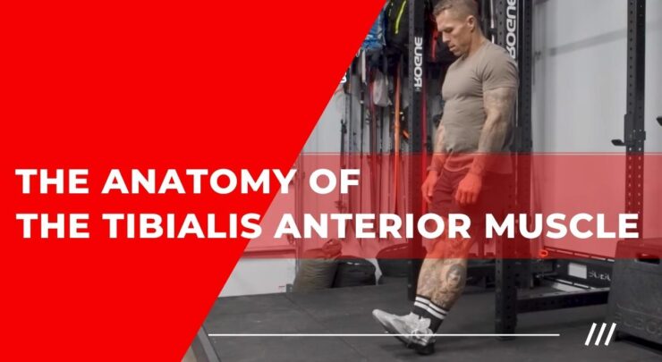 The anatomy of the Tibialis anterior muscle