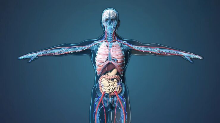 Scientific Explanation of CBD's Role